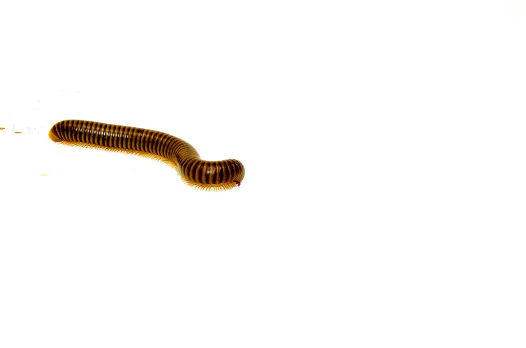 Blonde Pink Footed Millipede